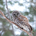 Amazing Barred Owl! by fayefaye