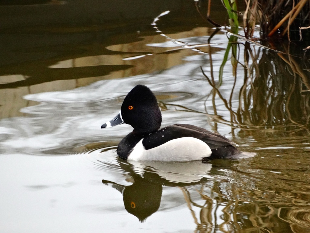 Migrating Ring-necked Duck by khawbecker