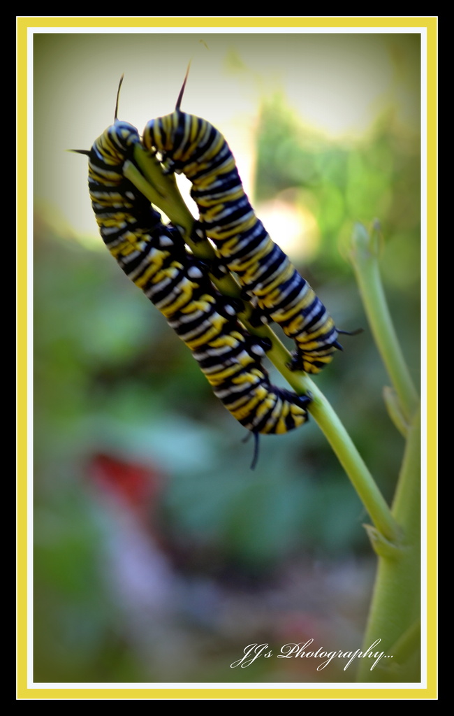 Manarch catterpillar's by julzmaioro