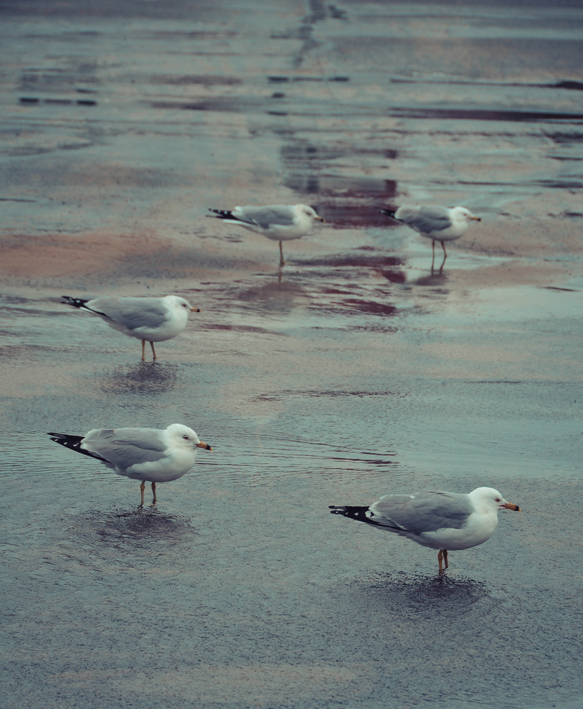Puddle Gulls by lesip