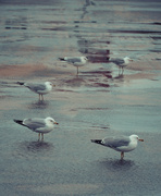 18th Mar 2014 - Puddle Gulls
