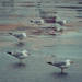 Puddle Gulls by lesip
