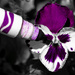 (Day 33) - Painting a Pansy by cjphoto