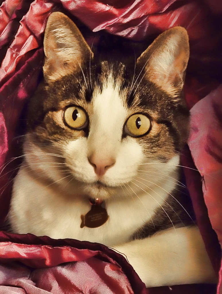 Kitty In A Blanket by joysfocus
