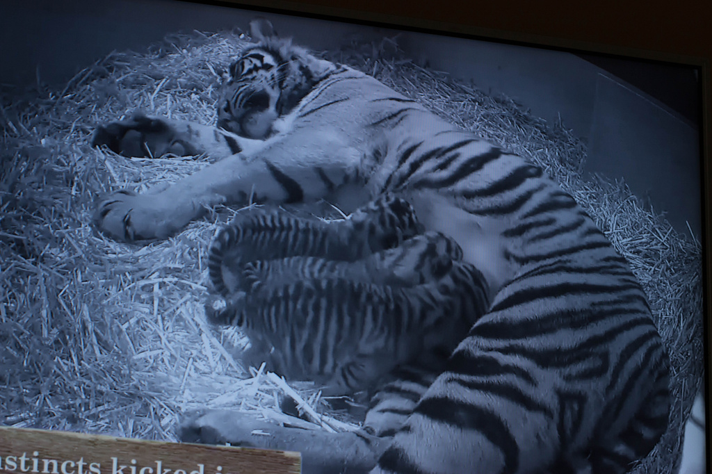Tiger Cubs - London zoo by bizziebeeme
