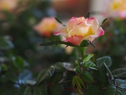 18th Mar 2014 - Petite Rose