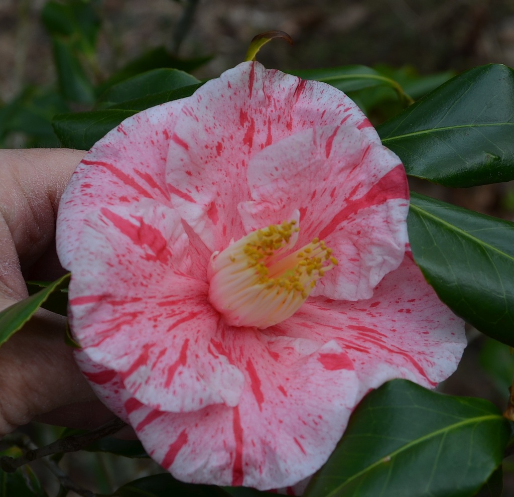 A very special camellia at Magnolia Gardens by congaree