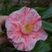 A very special camellia at Magnolia Gardens by congaree