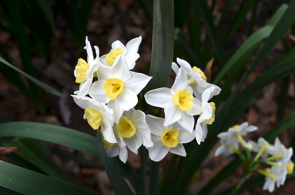 Hyacinth by congaree