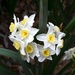 Hyacinth by congaree