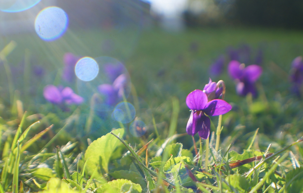 Spring violets by filsie65