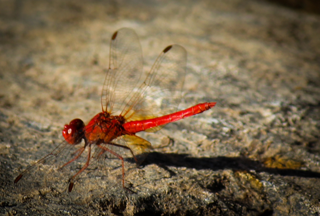 Dragonfly by flyrobin
