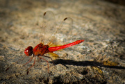 19th Mar 2014 - Dragonfly