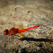 Dragonfly by flyrobin