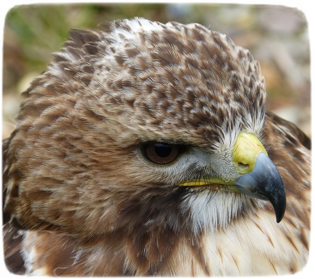 portrait: red-tailed hawk by quietpurplehaze