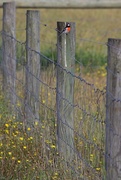 19th Mar 2014 - "Bird on a Wire"...