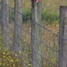 "Bird on a Wire"... by tellefella
