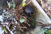 19th Mar 2014 -  Frogspawn in the  wheelbarrow pond  