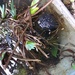  Frogspawn in the  wheelbarrow pond   by jennymdennis