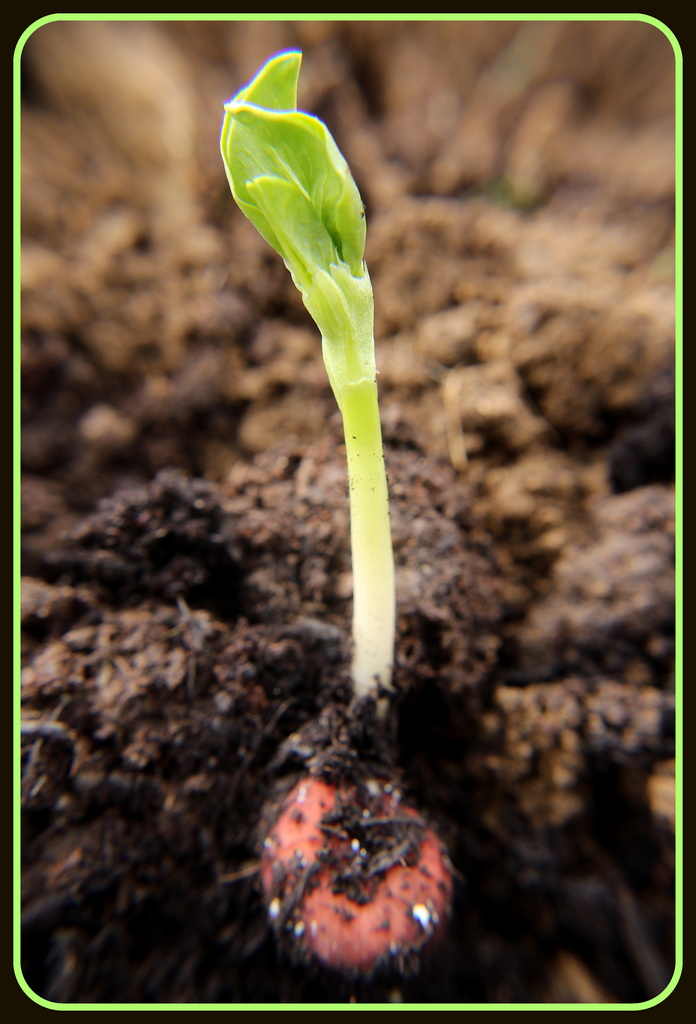 Broad bean shoot by busylady