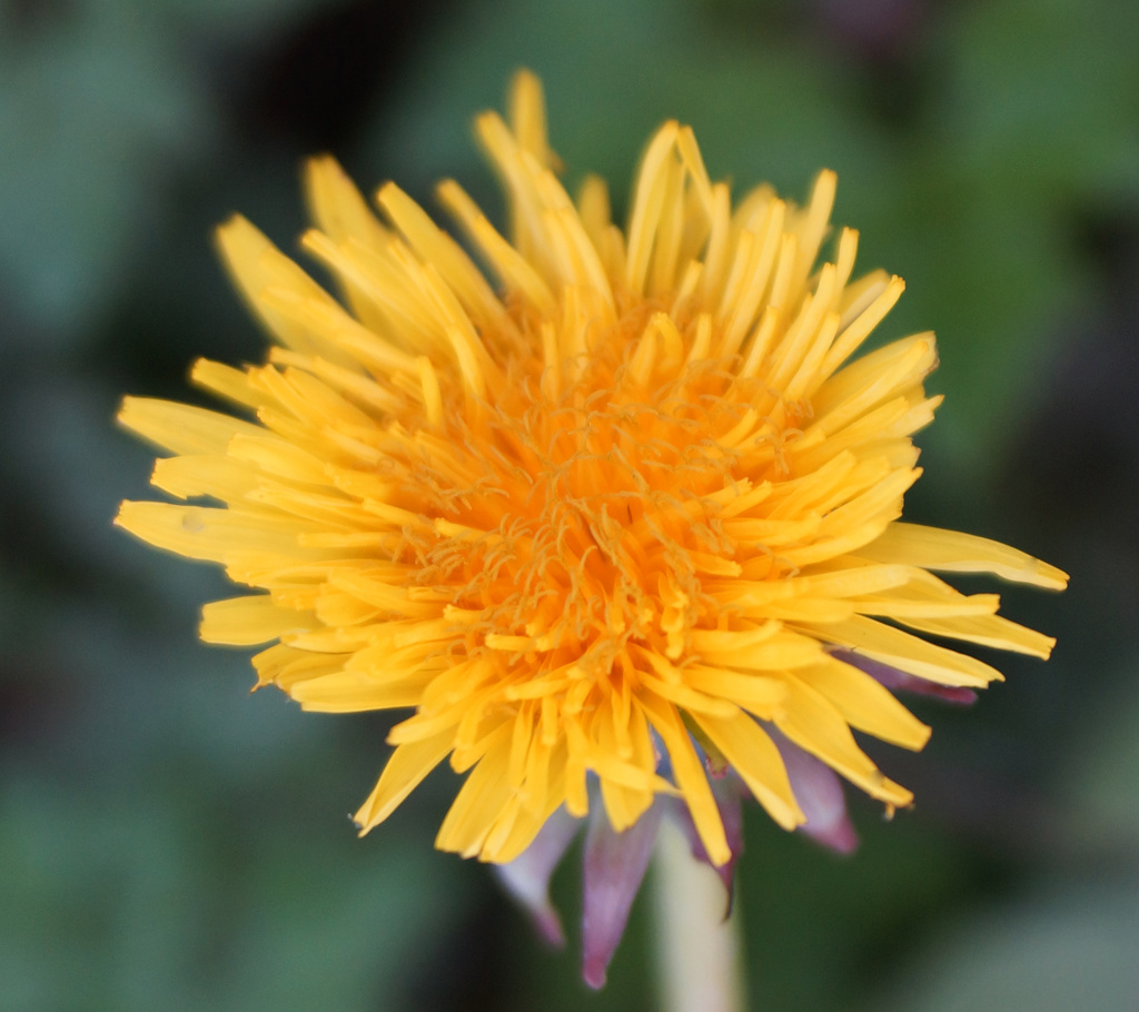Dandelion  by pcoulson