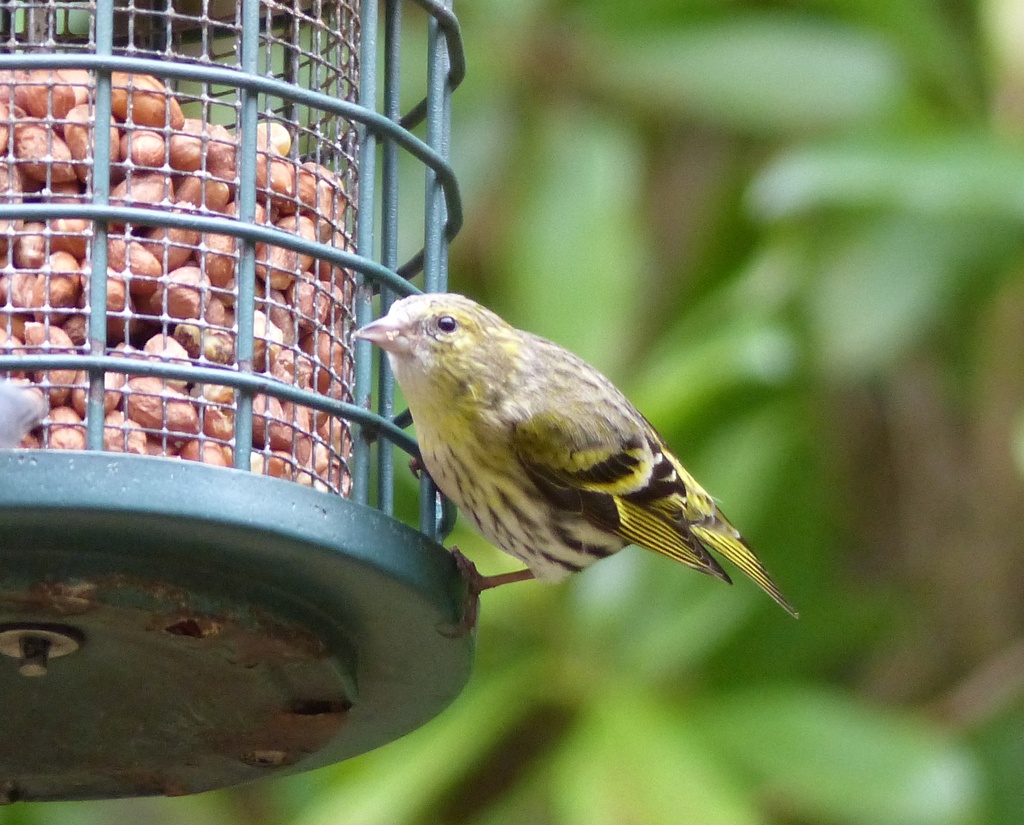  The First Siskin by susiemc