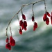 Red berries along the river by jayberg