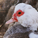 Quack! Quack! by lynne5477