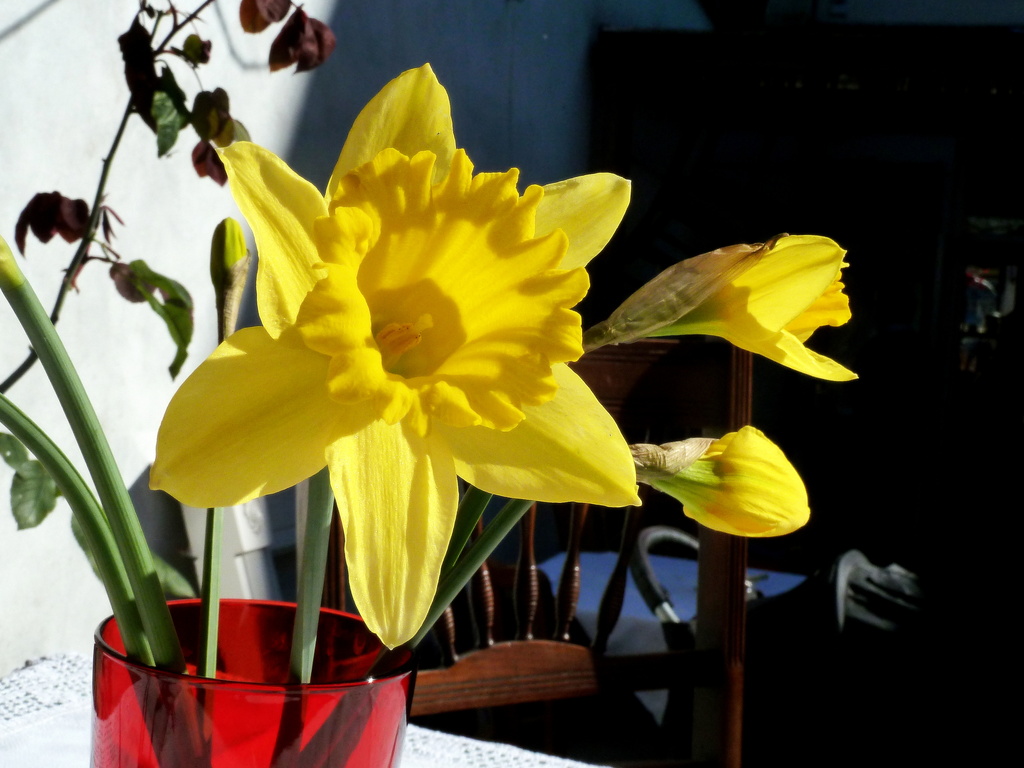 Daffodil by boxplayer