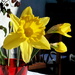 Daffodil by boxplayer