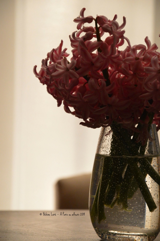 Hyacinths from the garden by parisouailleurs