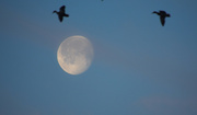19th Mar 2014 - Waning Moon