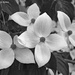 Dogwood Blossoms by falcon11