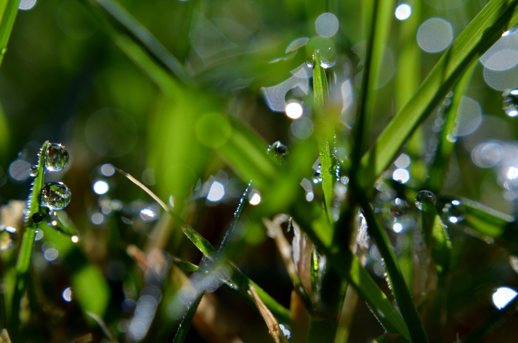 Dew drops by dianeburns