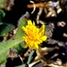 3D Alien Yellow Weed! by gigiflower