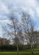 19th Mar 2014 - Trees and sky