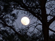 19th Mar 2014 - Moon behind the tree