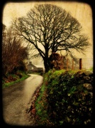 20th Mar 2014 - Country lane in colour