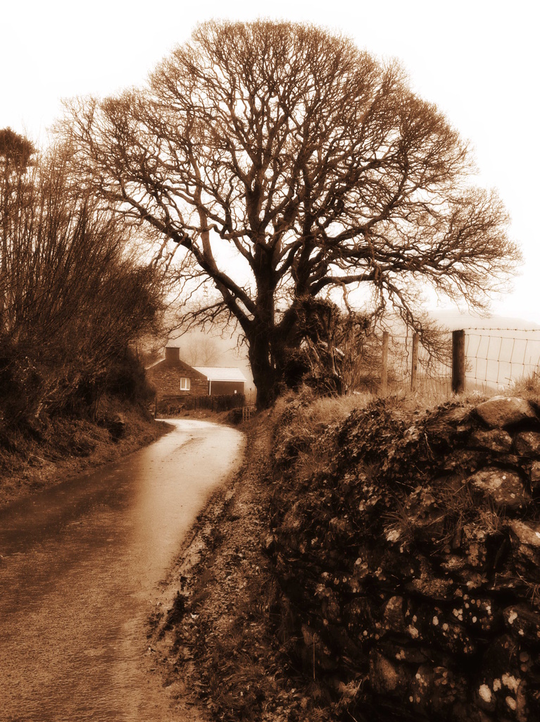 Country lane in monochrome by overalvandaan