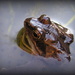 Good morning Mr Frog! by judithdeacon
