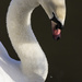 Swan song by shepherdman