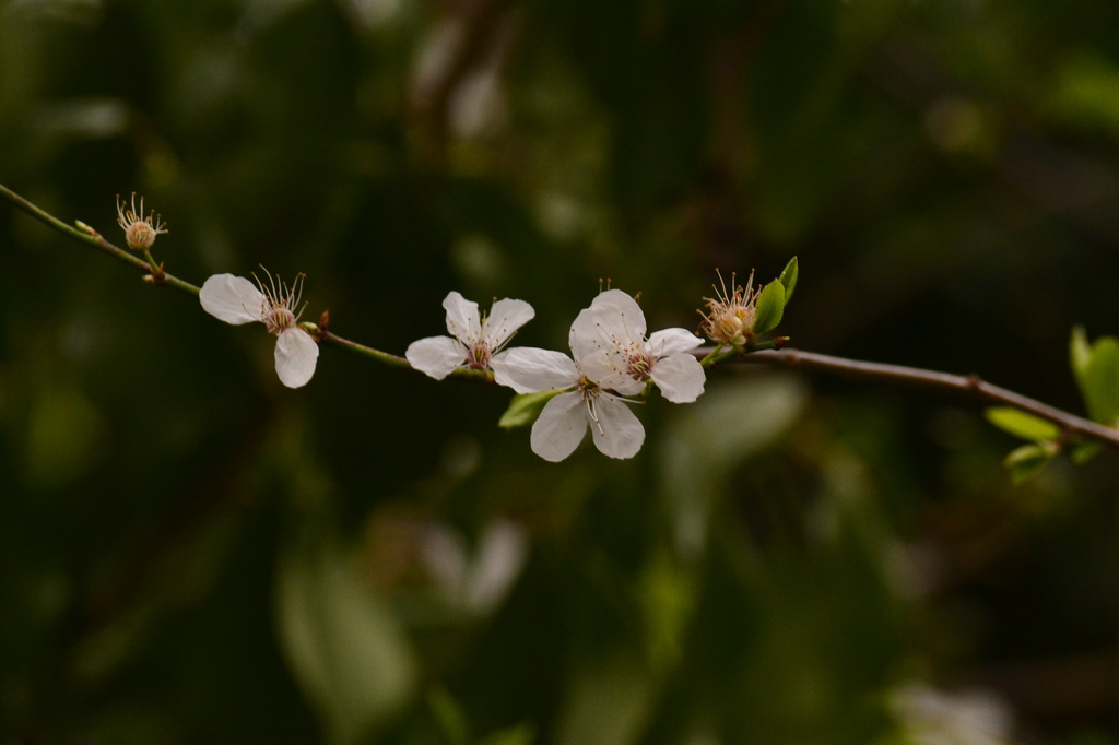 Cherry Blossom White.. by ziggy77