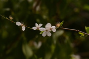 20th Mar 2014 - Cherry Blossom White..
