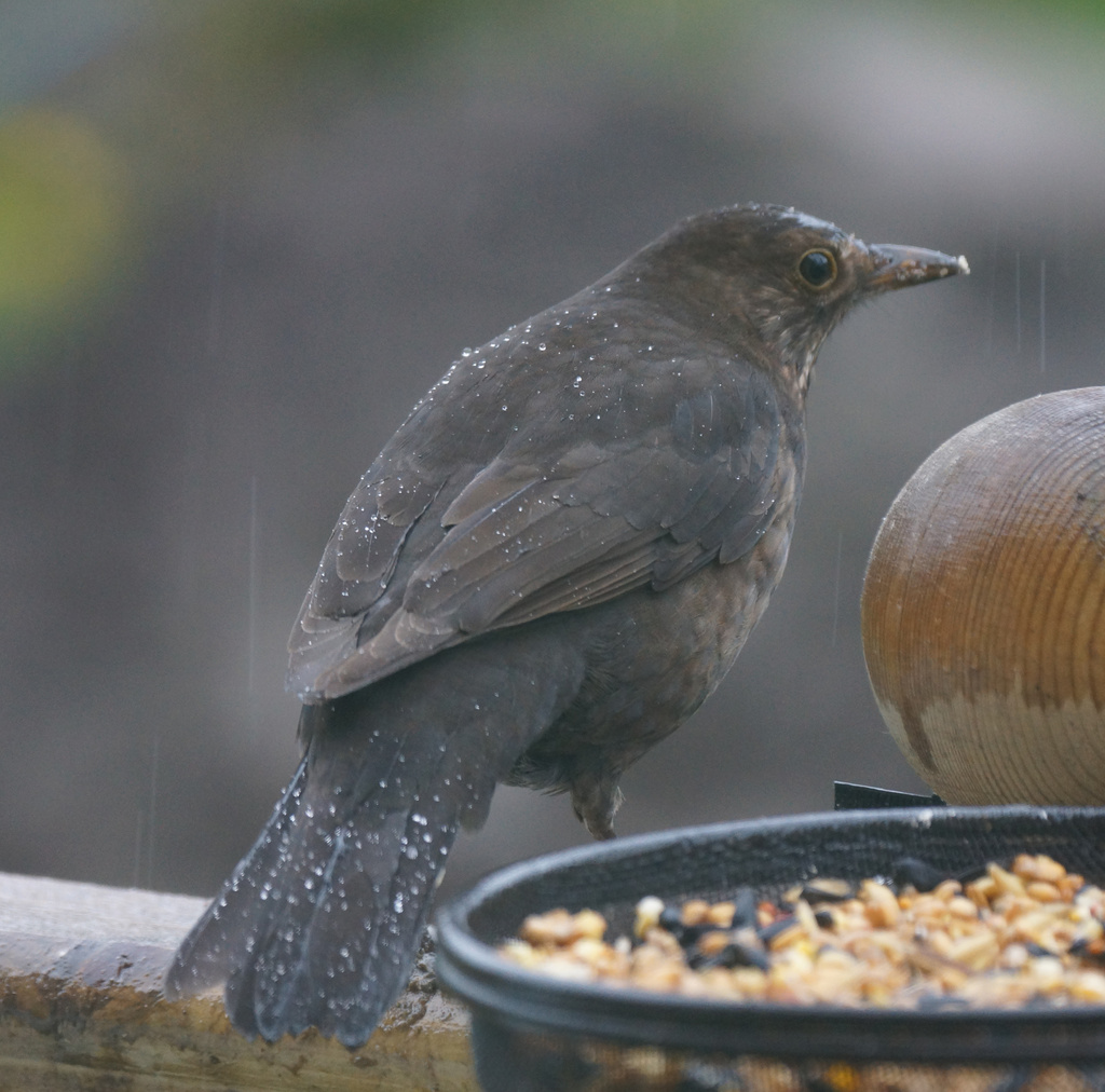Wet Female Blackbird by pcoulson