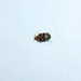 Very little beetle by gabis