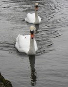 20th Mar 2014 - Swans