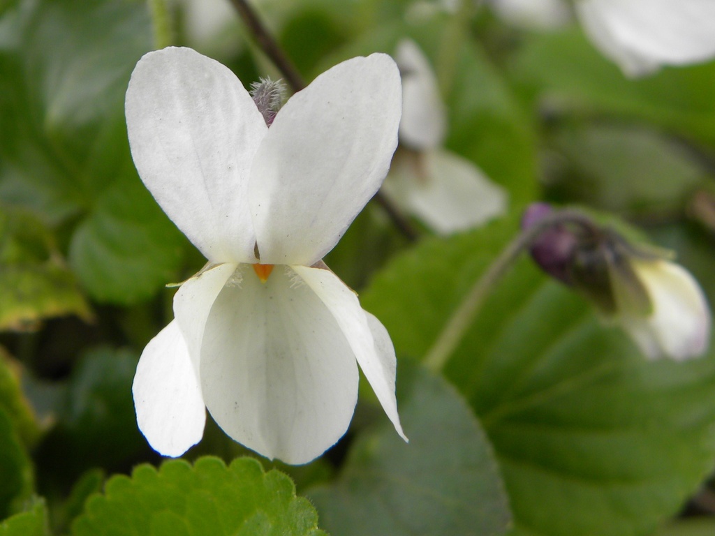 White Viola by oldjosh