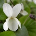 White Viola by oldjosh