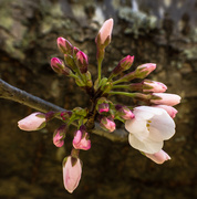 20th Mar 2014 - Three Weeks Later: Cherry Blossom