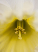 21st Mar 2014 - Daffodil
